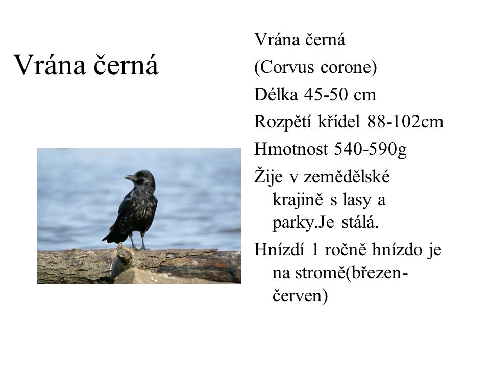 Vrána černá Vrána černá (Corvus corone) Délka cm