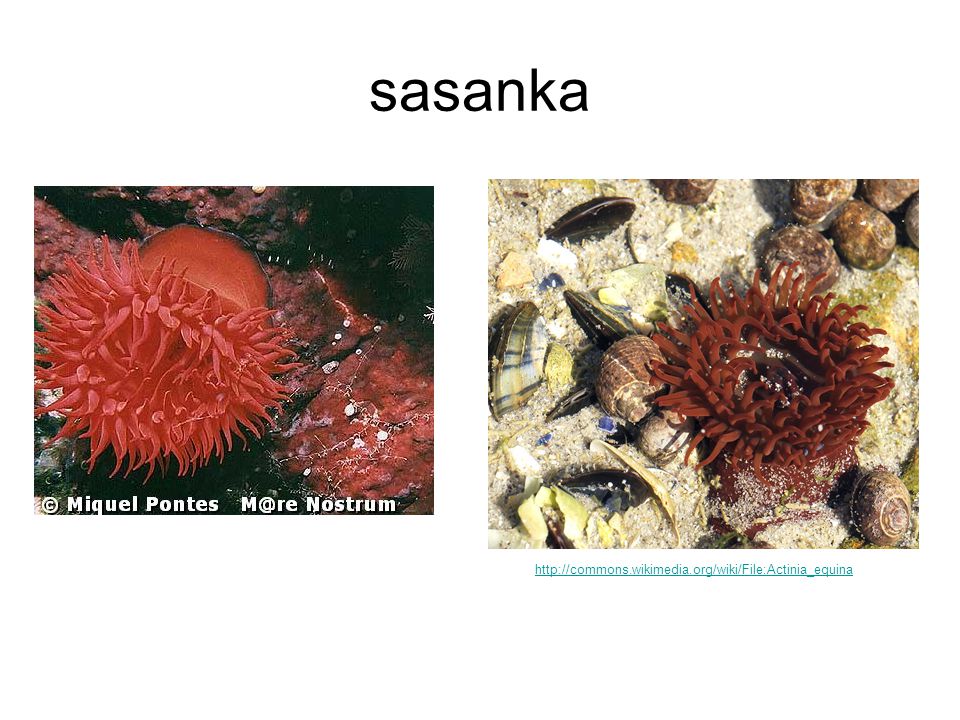 sasanka