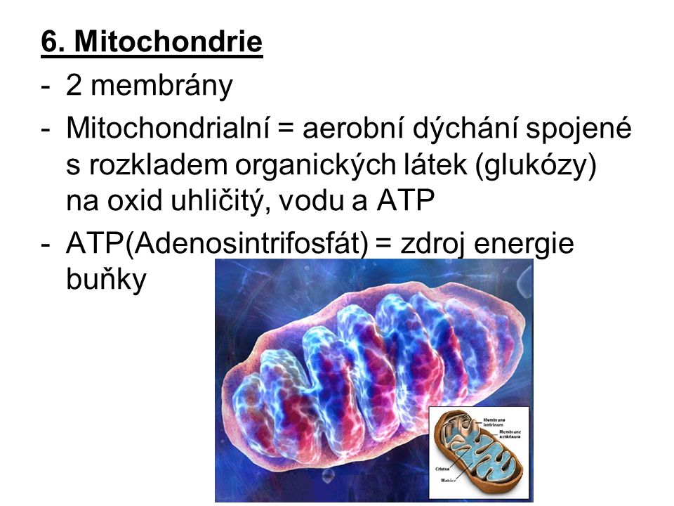 6. Mitochondrie 2 membrány. Mitochondrialní = aerobní dýchání spojené s rozkladem organických látek (glukózy) na oxid uhličitý, vodu a ATP.