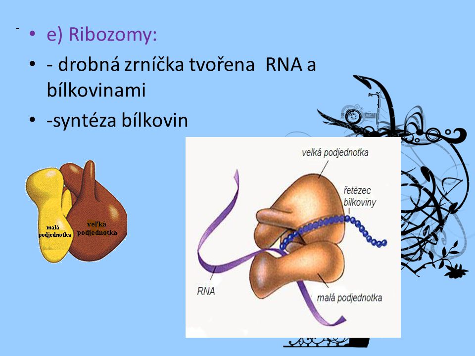 e) Ribozomy: - drobná zrníčka tvořena RNA a bílkovinami -syntéza bílkovin