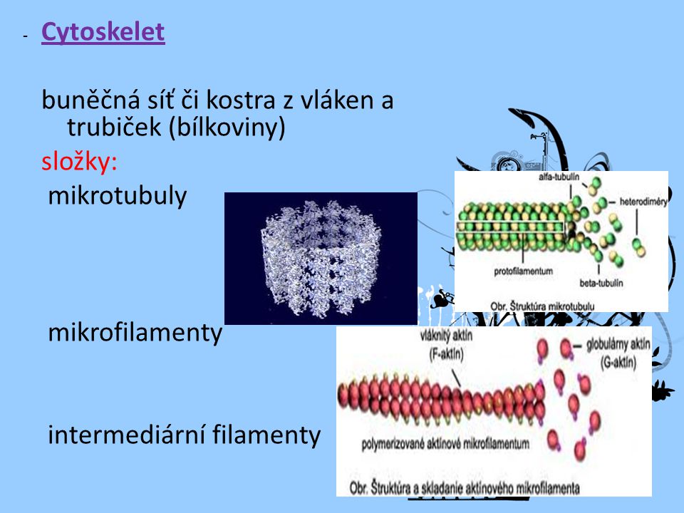 Cytoskelet buněčná síť či kostra z vláken a trubiček (bílkoviny) složky: mikrotubuly. mikrofilamenty.