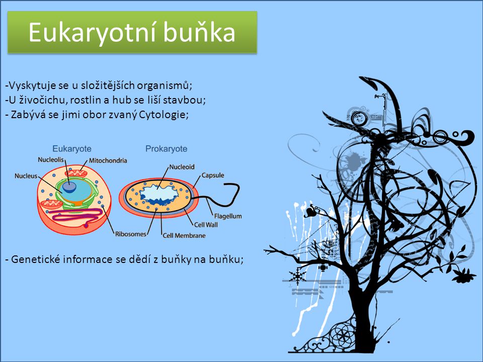 Eukaryotní buňka Vyskytuje se u složitějších organismů;