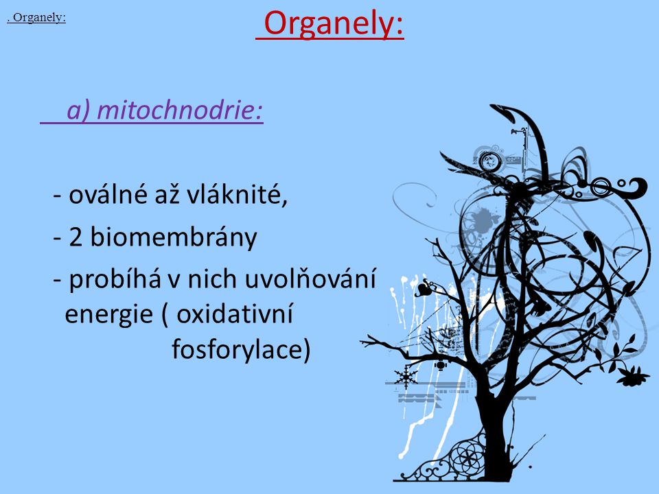 Organely: a) mitochnodrie: - oválné až vláknité, - 2 biomembrány