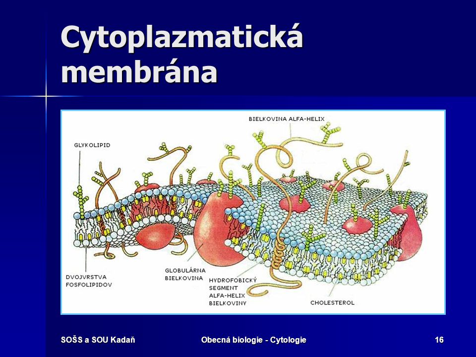 Cytoplazmatická membrána