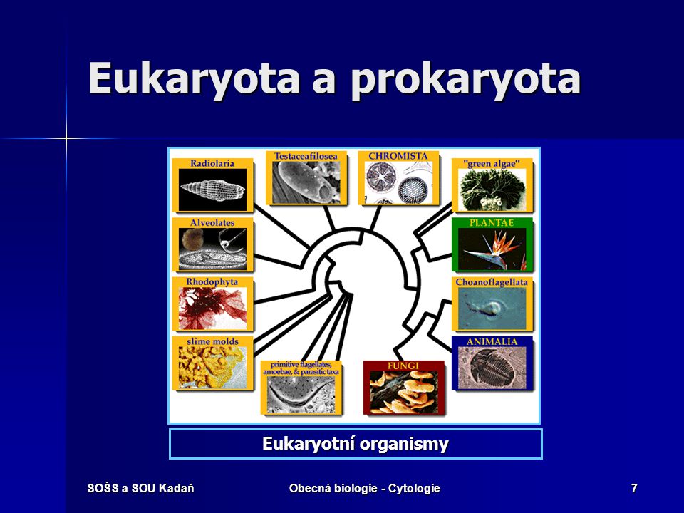 Eukaryota a prokaryota