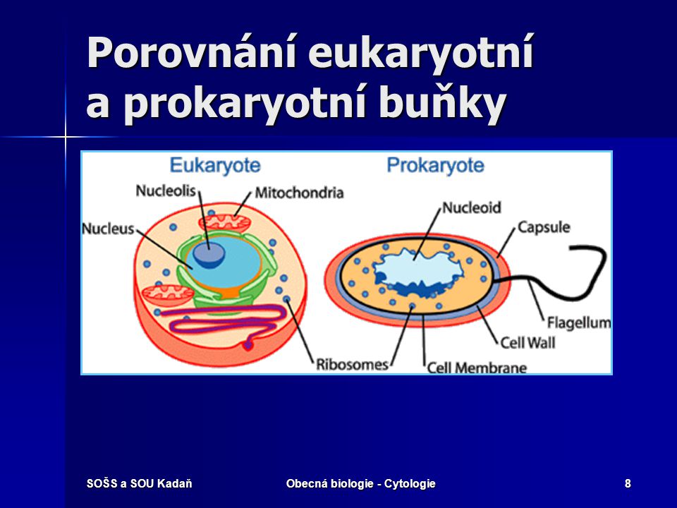 Porovnání eukaryotní a prokaryotní buňky