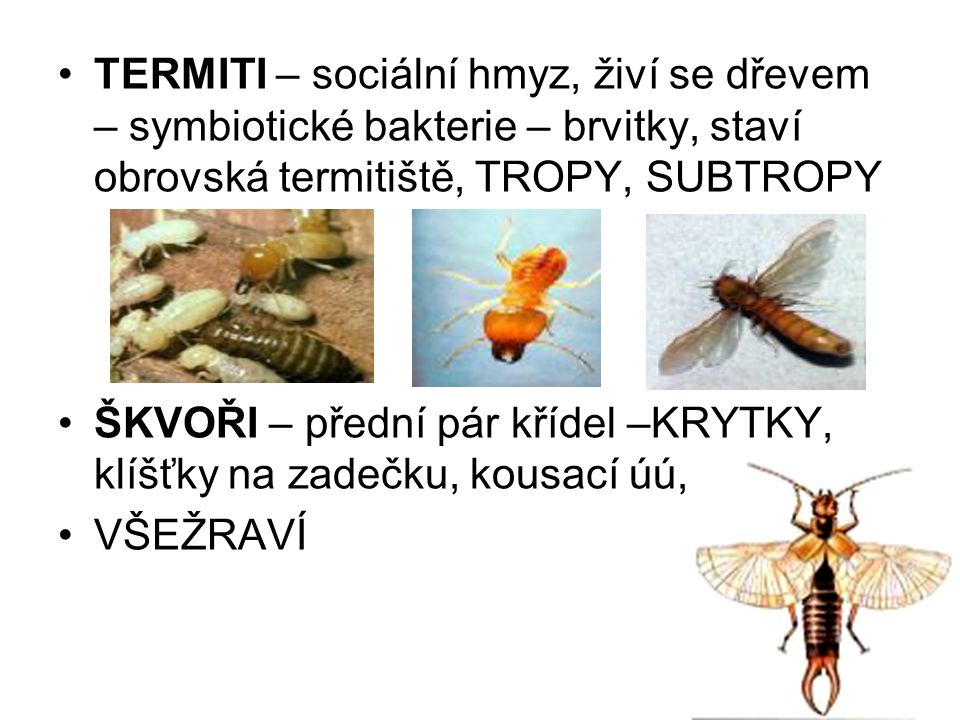 TERMITI – sociální hmyz, živí se dřevem – symbiotické bakterie – brvitky, staví obrovská termitiště, TROPY, SUBTROPY