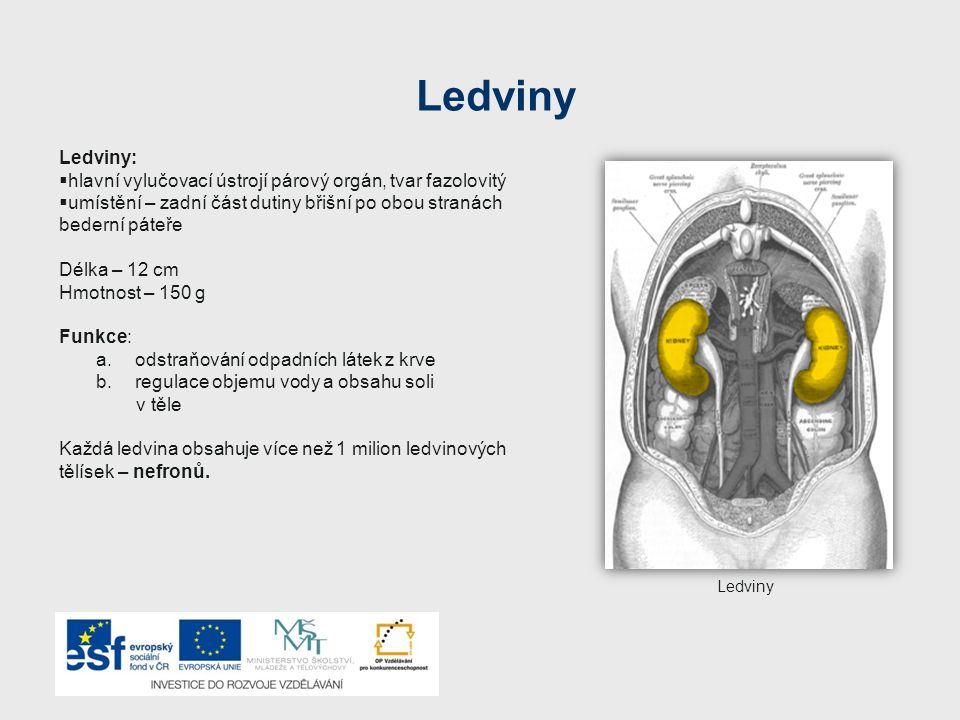 Ledviny Ledviny: hlavní vylučovací ústrojí párový orgán, tvar fazolovitý. umístění – zadní část dutiny břišní po obou stranách bederní páteře.