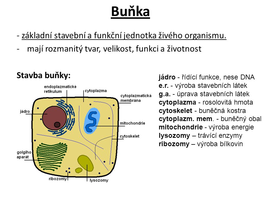 Buňka - základní stavební a funkční jednotka živého organismu.