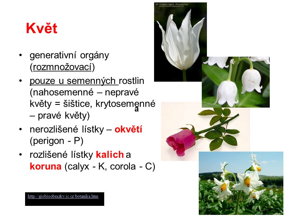 Květ generativní orgány (rozmnožovací)