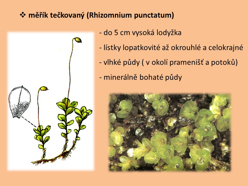měřík tečkovaný (Rhizomnium punctatum)