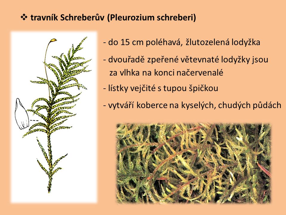 travník Schreberův (Pleurozium schreberi)