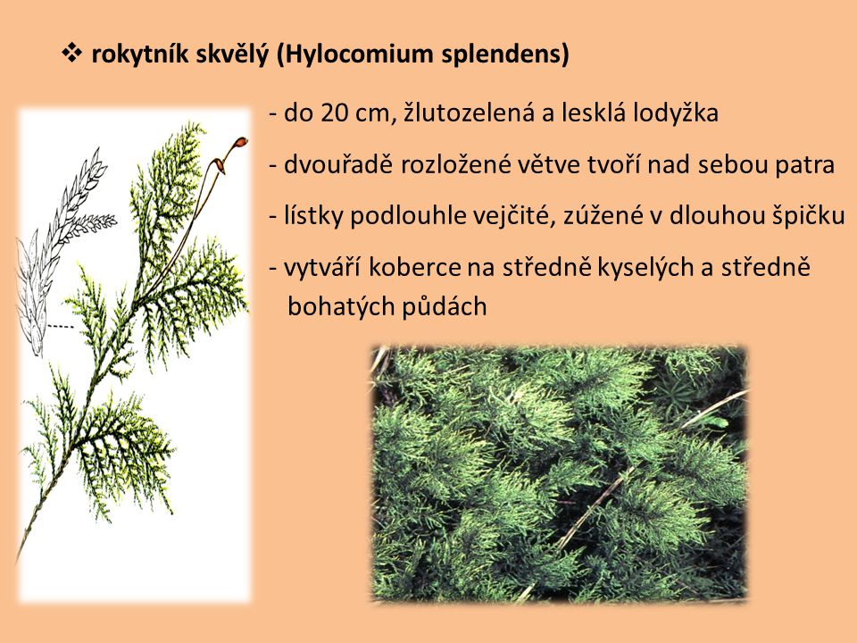rokytník skvělý (Hylocomium splendens)