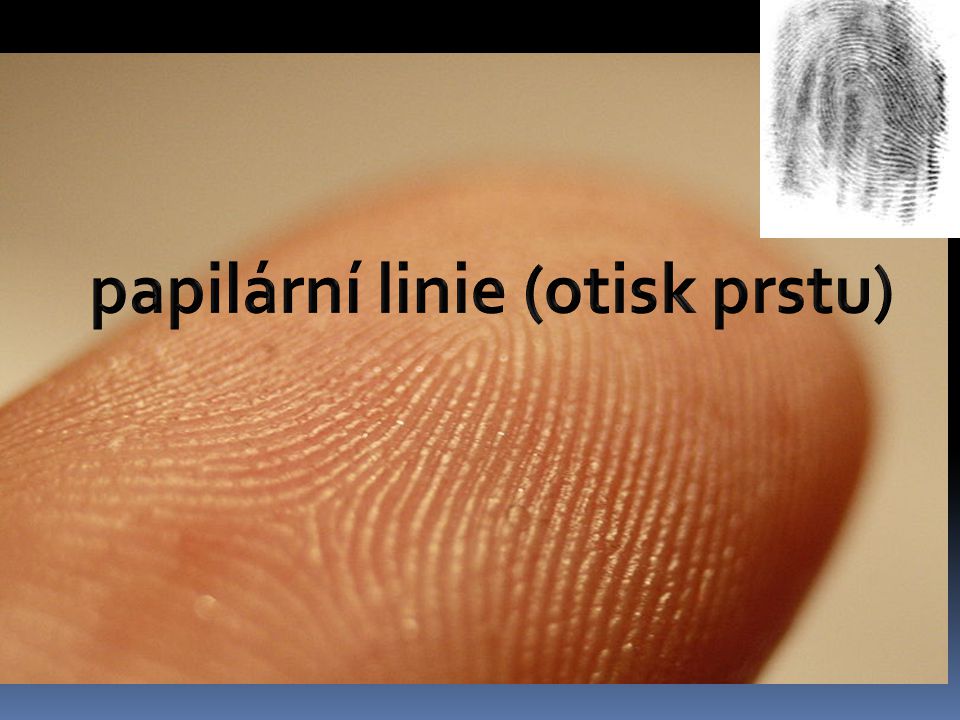 papilární linie (otisk prstu)
