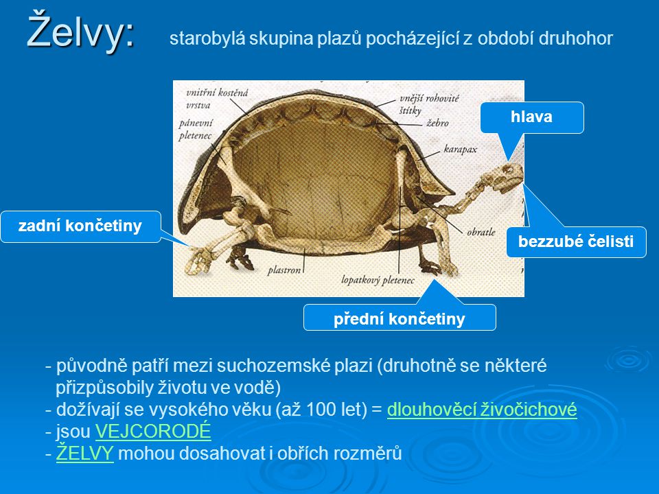 Želvy: starobylá skupina plazů pocházející z období druhohor