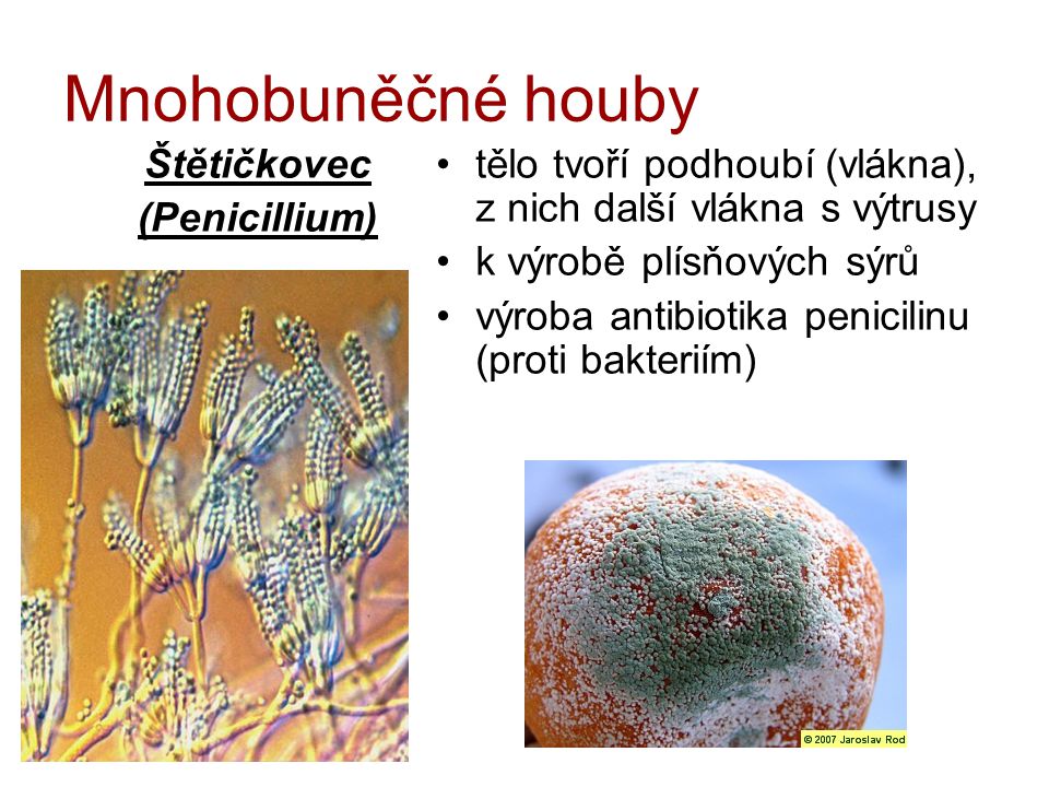 Mnohobuněčné houby Štětičkovec (Penicillium)
