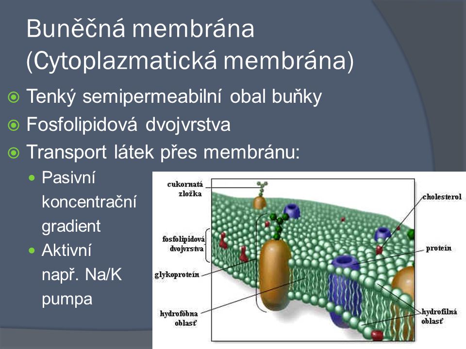 Buněčná membrána (Cytoplazmatická membrána)