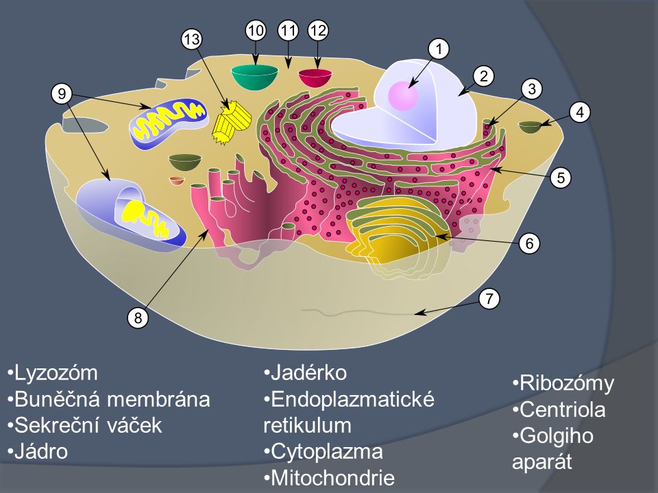 Lyzozóm Buněčná membrána. Sekreční váček. Jádro. Jadérko. Endoplazmatické retikulum. Cytoplazma.