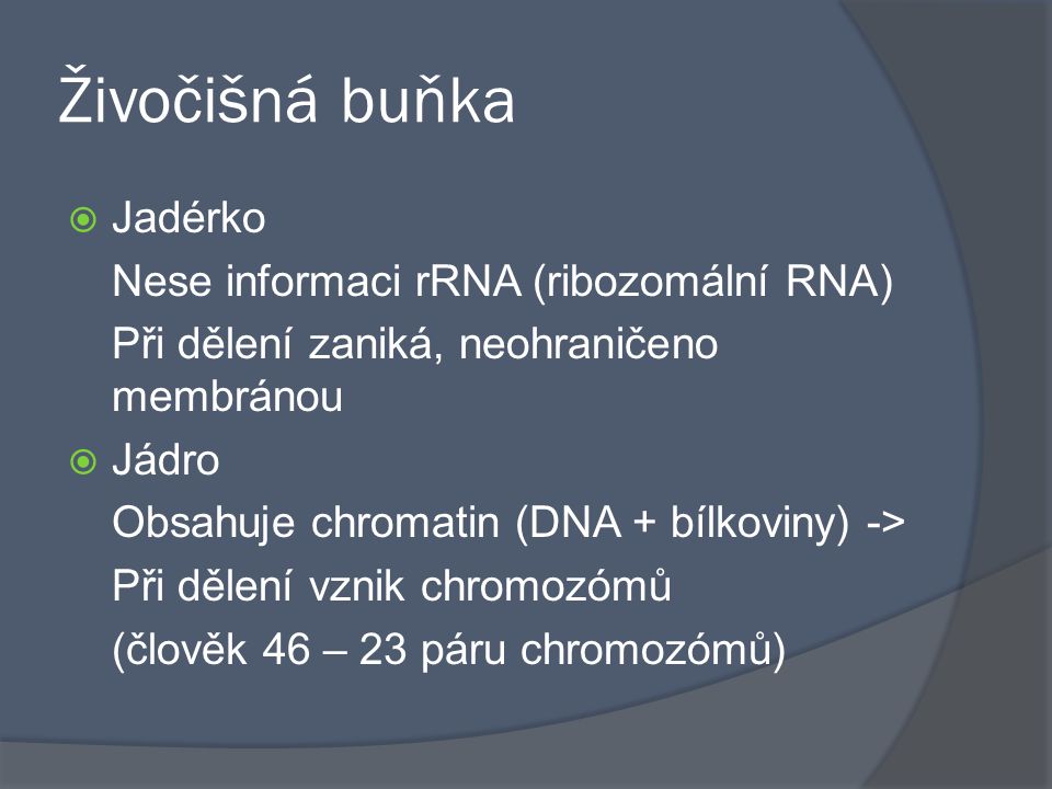 Živočišná buňka Jadérko Nese informaci rRNA (ribozomální RNA)