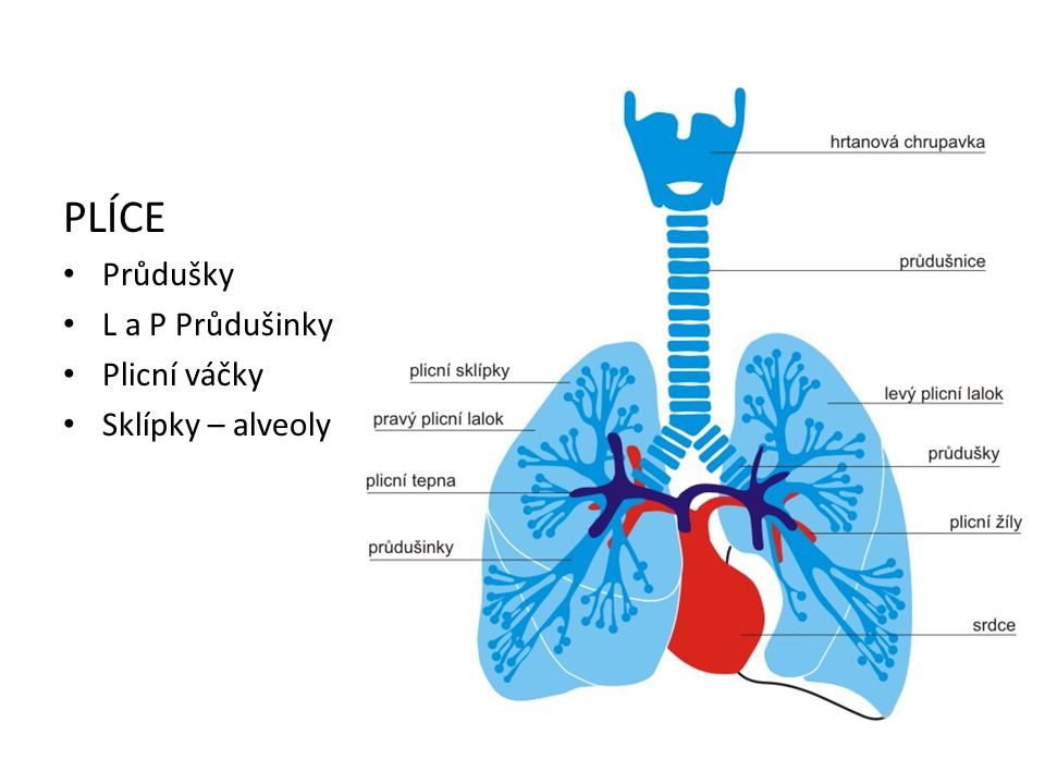 PLÍCE Průdušky L a P Průdušinky Plicní váčky Sklípky – alveoly
