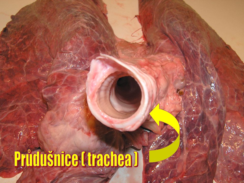 Průdušnice ( trachea )
