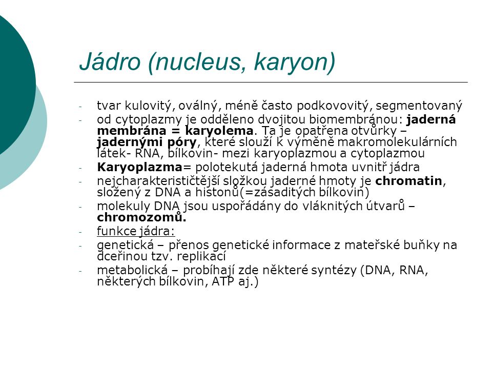 Jádro (nucleus, karyon)
