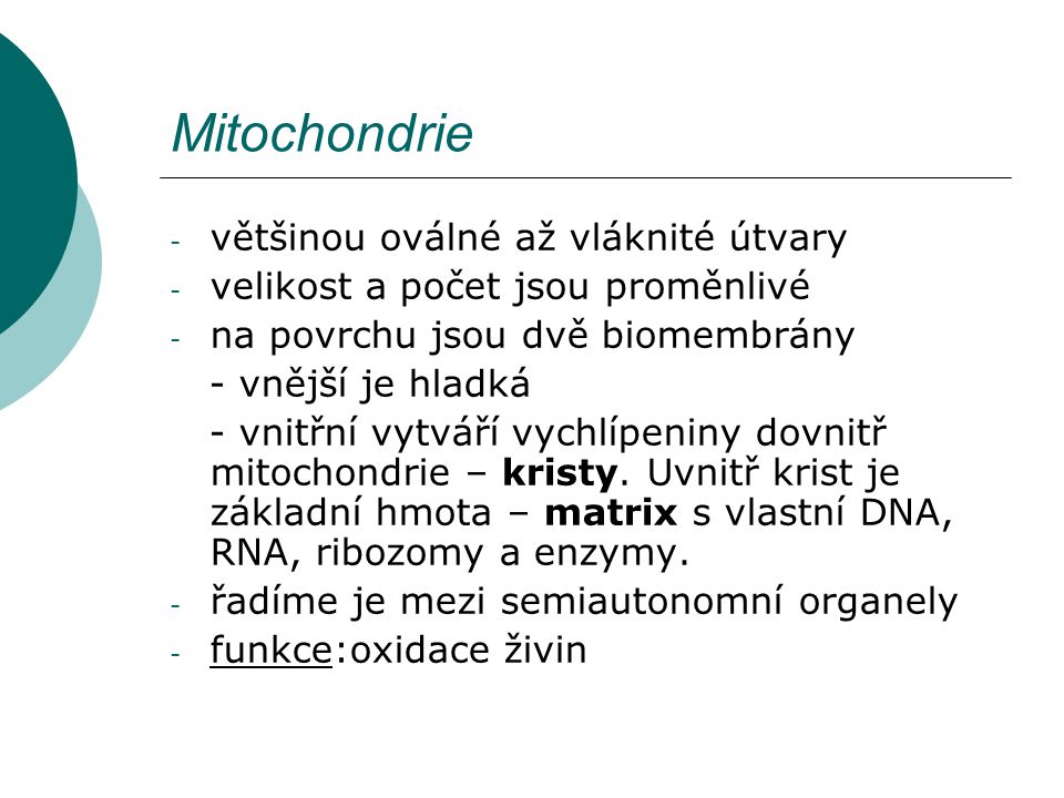 Mitochondrie většinou oválné až vláknité útvary