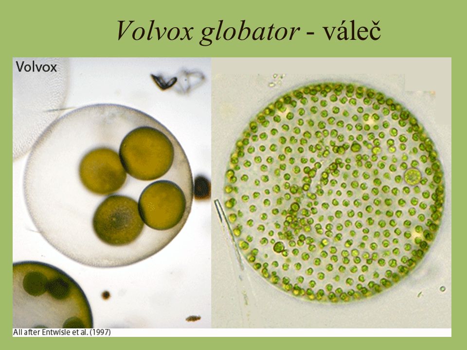 Volvox globator - váleč