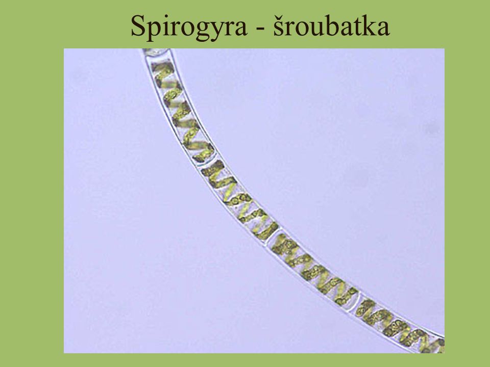 Spirogyra - šroubatka