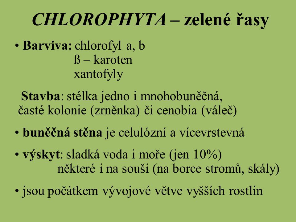 CHLOROPHYTA – zelené řasy