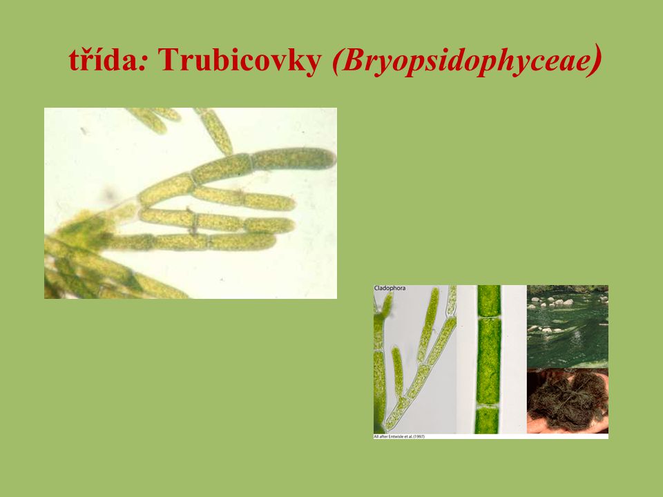třída: Trubicovky (Bryopsidophyceae)