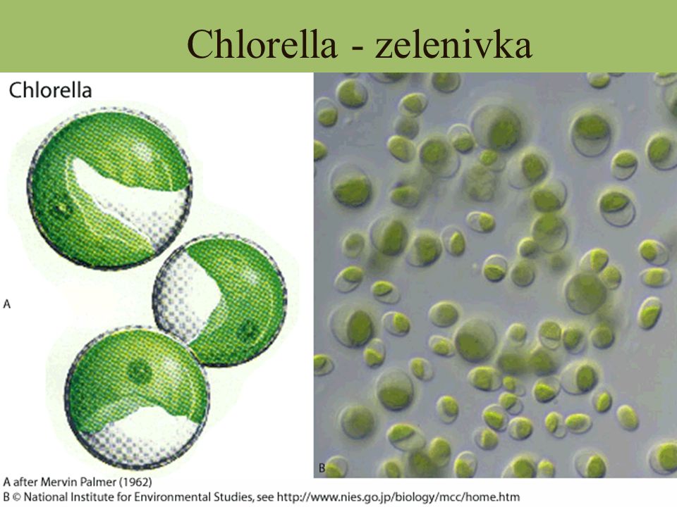Chlorella - zelenivka