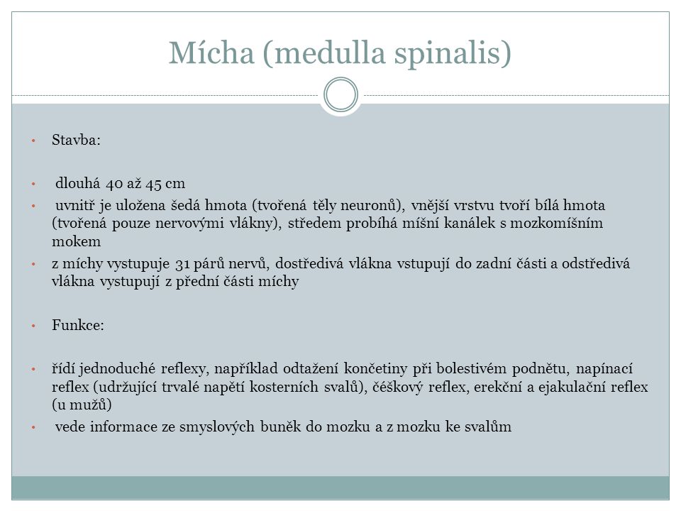 Mícha (medulla spinalis)