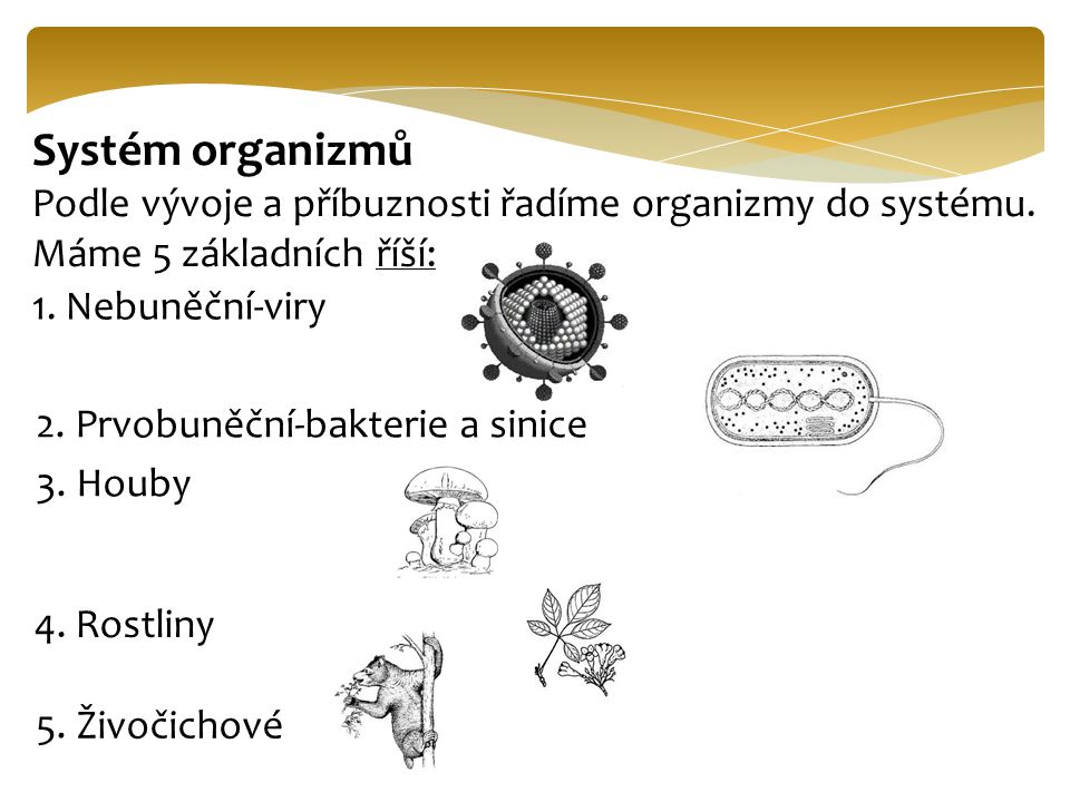 Systém organizmů Podle vývoje a příbuznosti řadíme organizmy do systému. Máme 5 základních říší: 1. Nebuněční-viry.