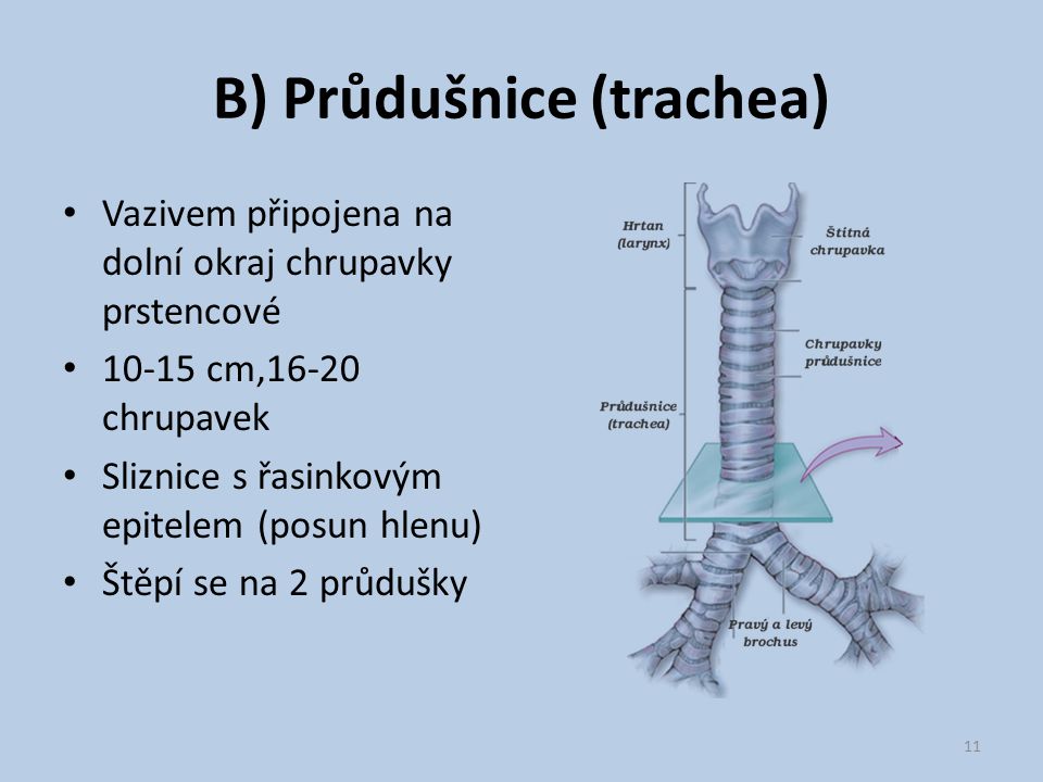 B) Průdušnice (trachea)
