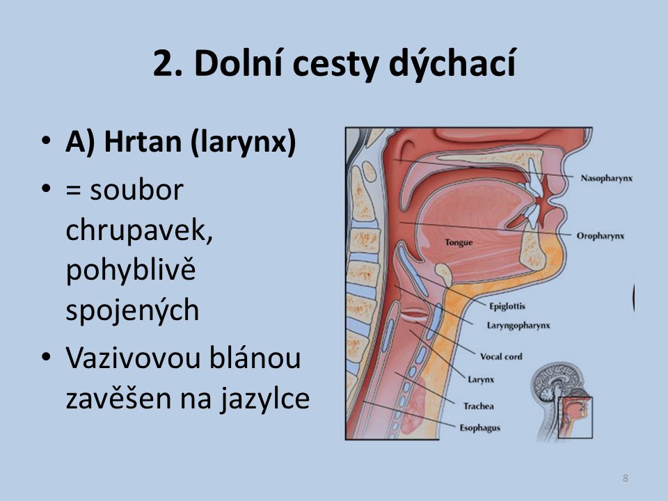 2. Dolní cesty dýchací A) Hrtan (larynx)