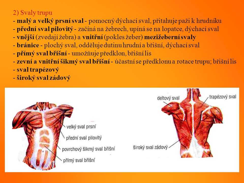 2) Svaly trupu - malý a velký prsní sval - pomocný dýchací sval, přitahuje paži k hrudníku.