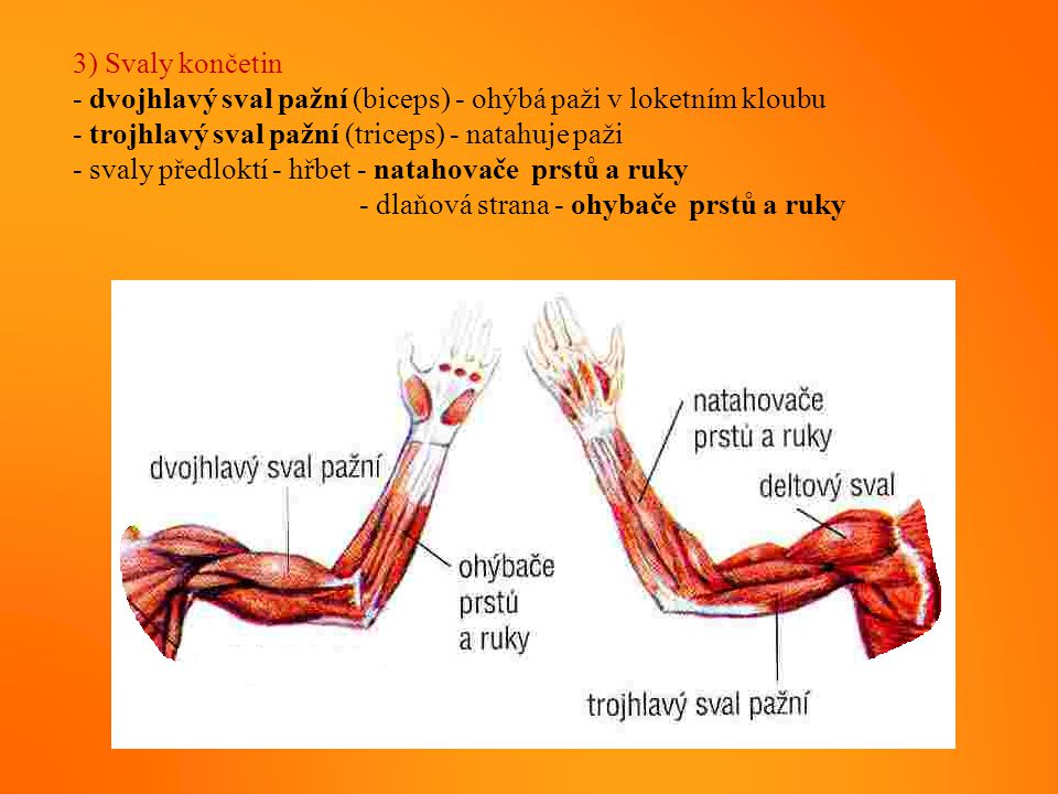 3) Svaly končetin - dvojhlavý sval pažní (biceps) - ohýbá paži v loketním kloubu. - trojhlavý sval pažní (triceps) - natahuje paži.