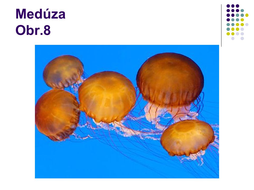 Medúza Obr.8