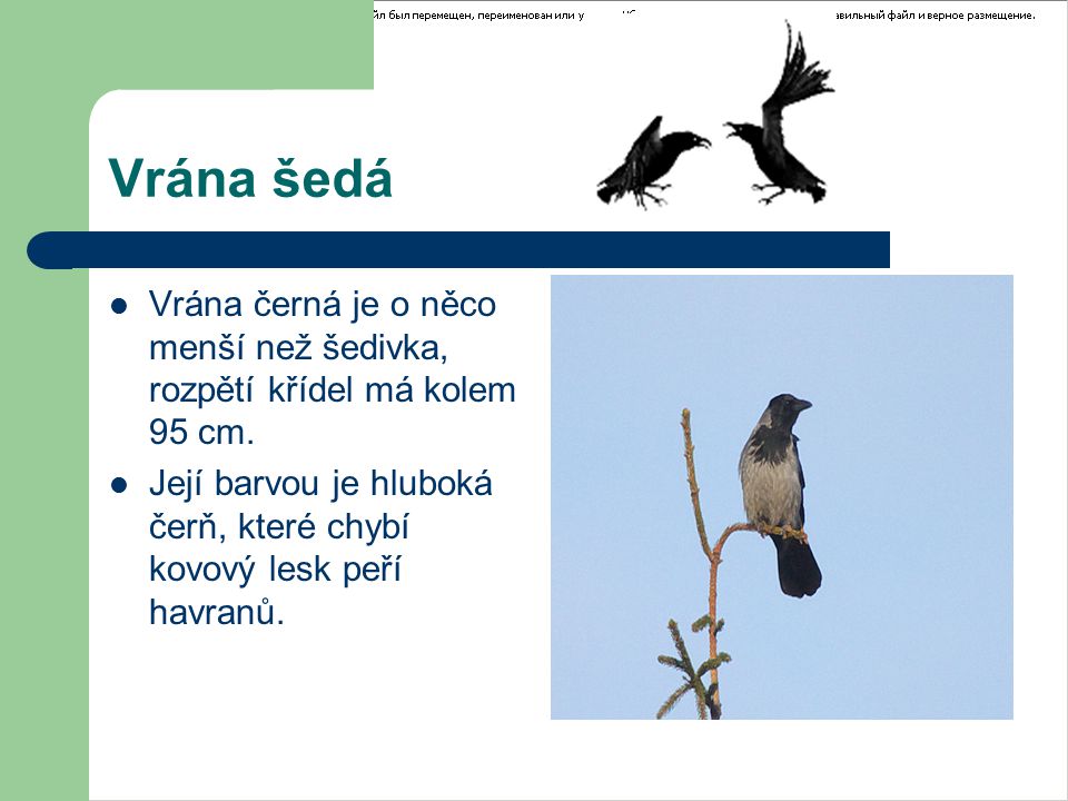 Vrána šedá Vrána černá je o něco menší než šedivka, rozpětí křídel má kolem 95 cm.