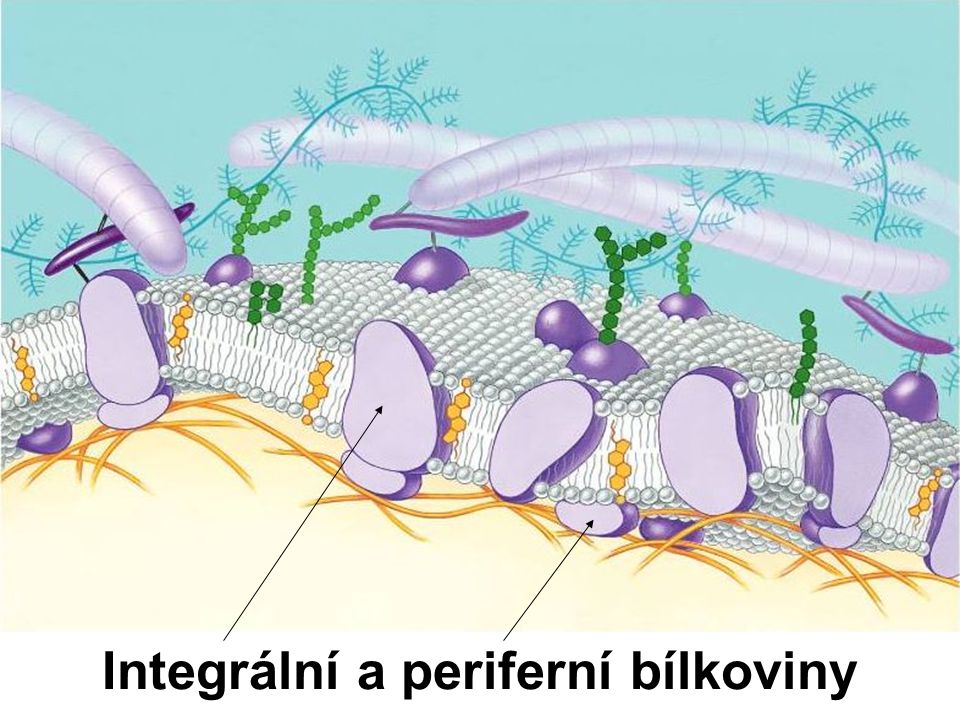 Integrální a periferní bílkoviny