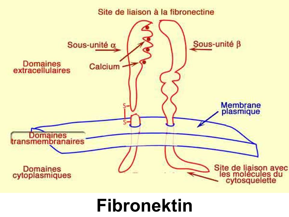 Fibronektin