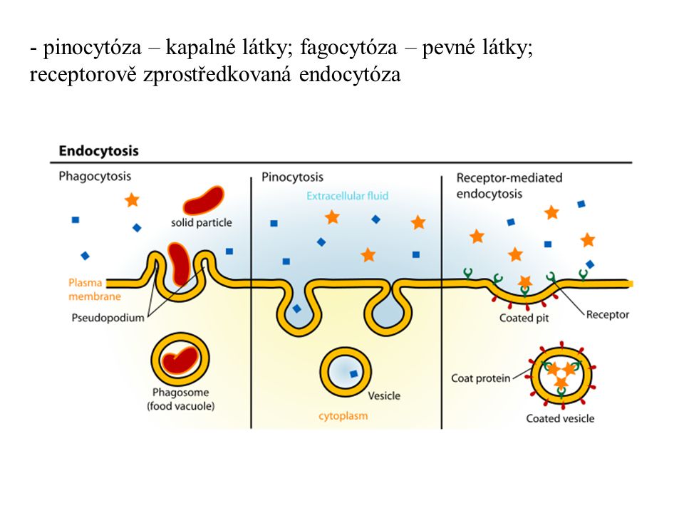 - pinocytóza – kapalné látky; fagocytóza – pevné látky; receptorově zprostředkovaná endocytóza