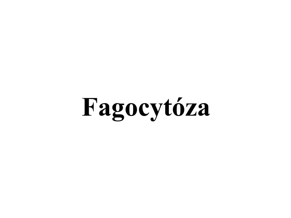Fagocytóza
