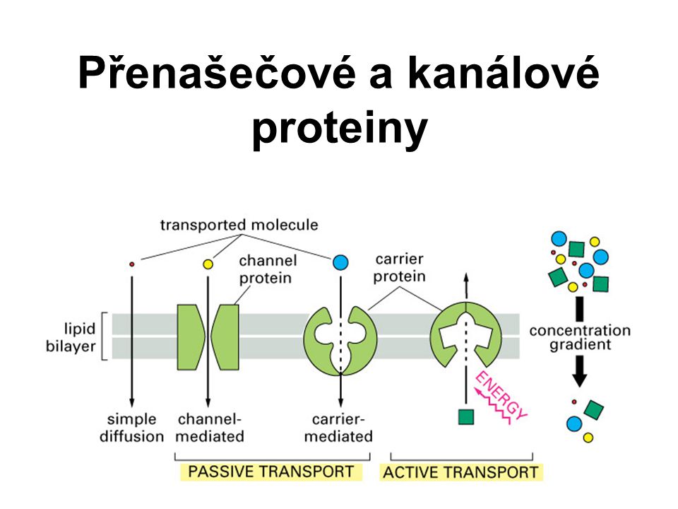 Přenašečové a kanálové proteiny