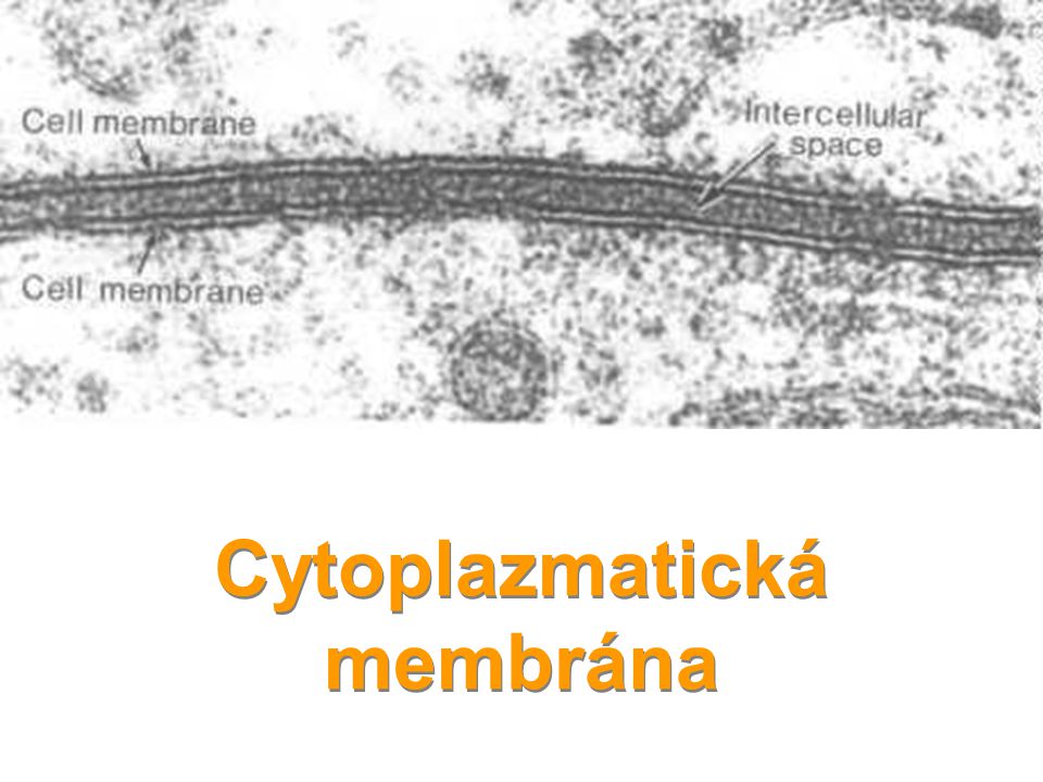 Cytoplazmatická membrána