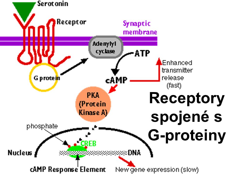 Receptory spojené s G-proteiny