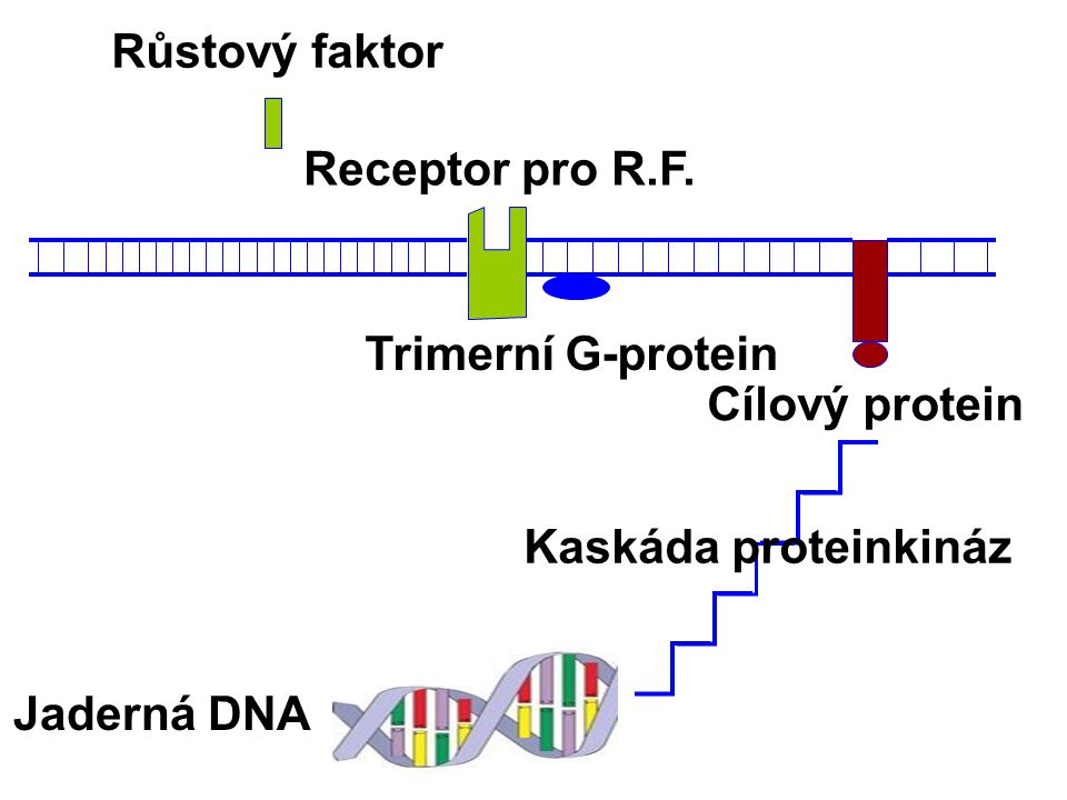 Růstový faktor Receptor pro R.F. Trimerní G-protein Cílový protein Kaskáda proteinkináz Jaderná DNA