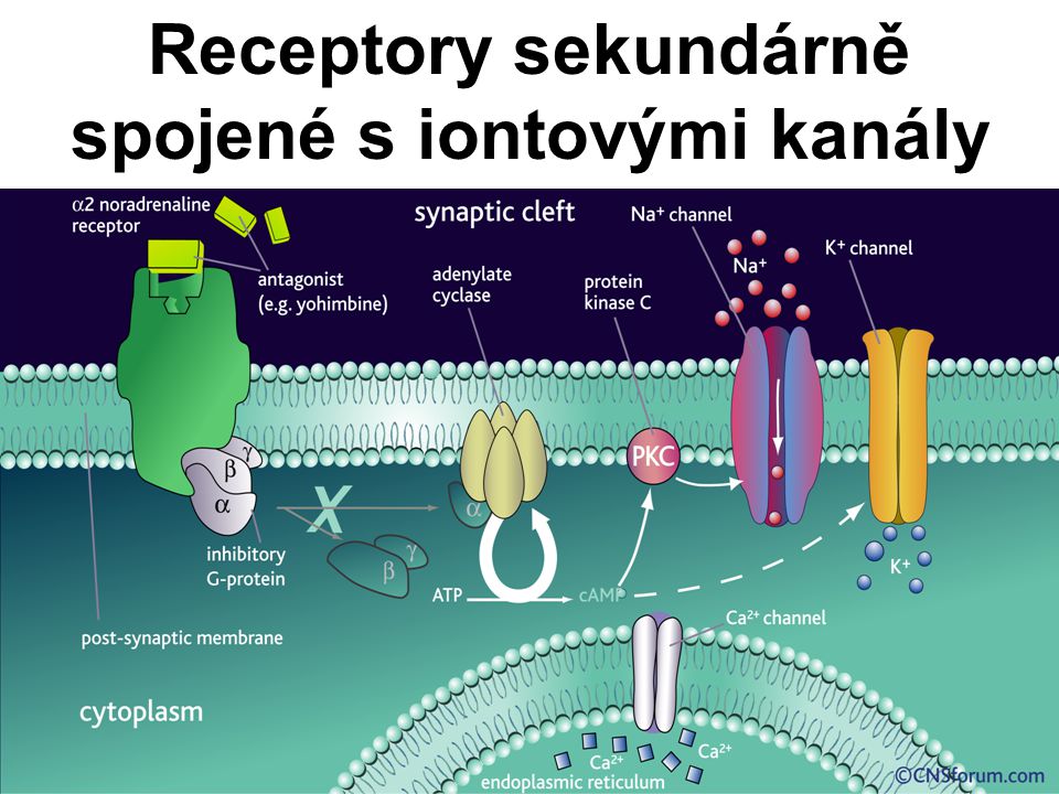 Receptory sekundárně spojené s iontovými kanály