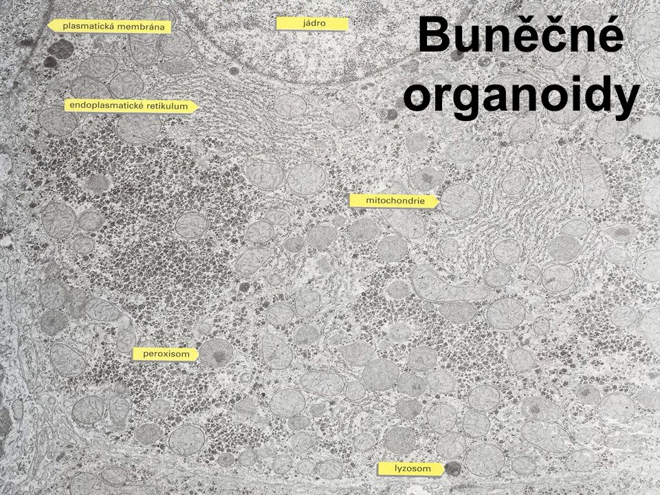 Buněčné organoidy